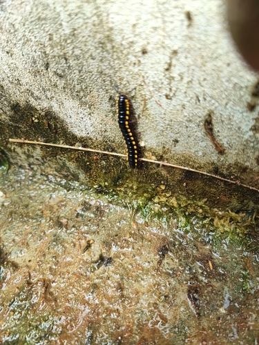Anoplodesmus saussurii