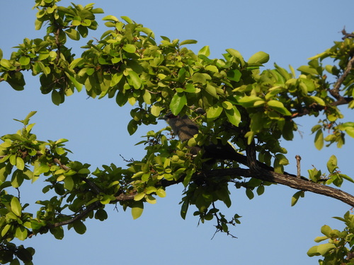 Green-billed Malkoha (Phaenicophaeus tristis), photo 7