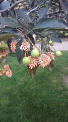 Gymnosporangium juniperi-virginianae