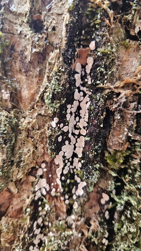 Aleurodiscus mirabilis