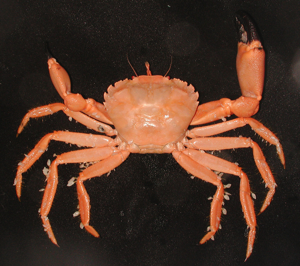 Mathildellidae