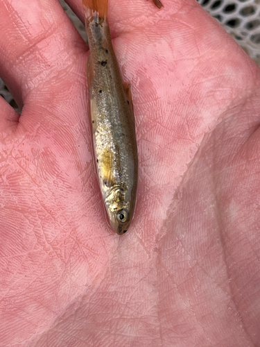 River chub (Nocomis micropogon) — Cyprinidae