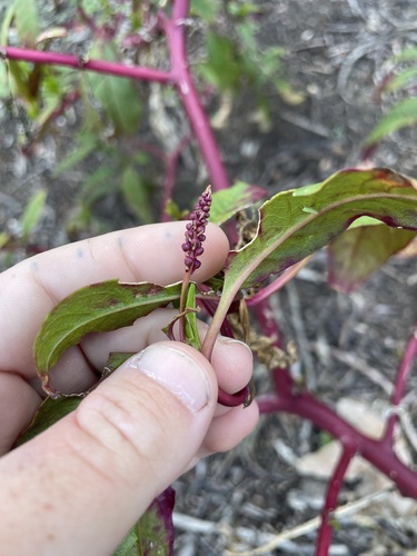 Phytolacca americana