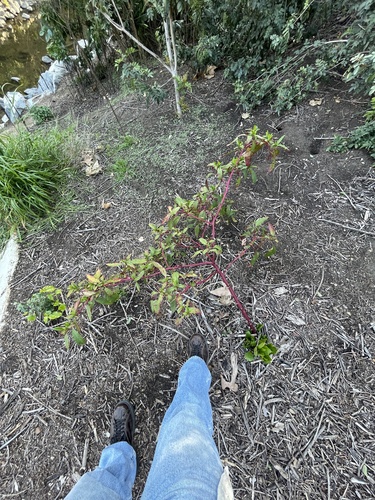 Phytolacca americana