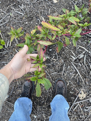Phytolacca americana