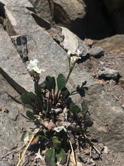 Cardamine bellidifolia