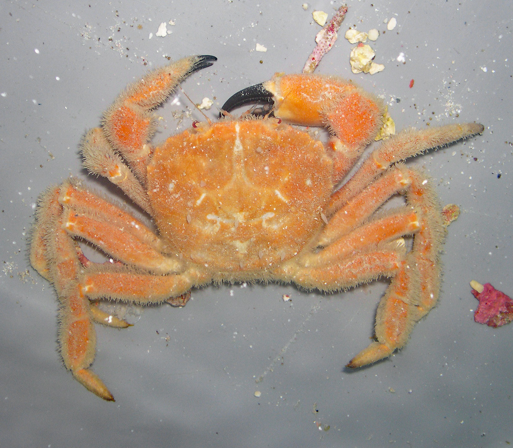 Intesius