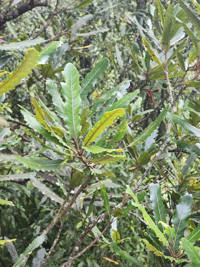 Rewa Tree Rewarewa from Otari School - Otari-Wilton's Bush, Wilton, Wellington ...