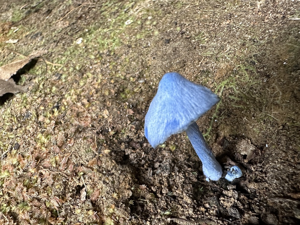 Entoloma virescens · March 2025 · photo: © prossington (iNaturalist, cc-by)