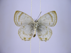 Anthene ukerewensis ukerewensis