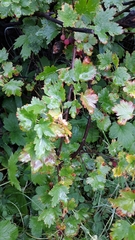 Ribes montigenum