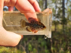 Bluespotted Sunfish photo 2