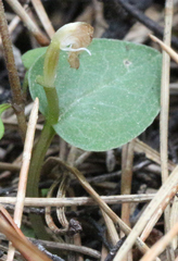 Corybas rotundifolius