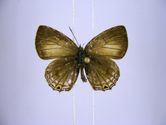 Anthene ukerewensis ukerewensis