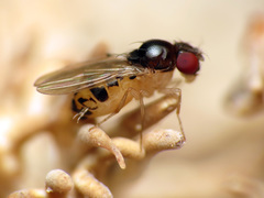 Mycodrosophila claytonae