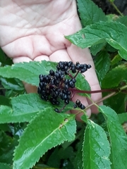 Sambucus racemosa melanocarpa