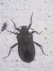 Cimolus