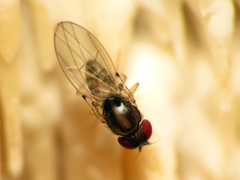 Mycodrosophila