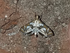 Chrysendeton medicinalis