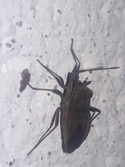 Cimolus