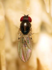 Mycodrosophila