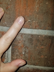 Chrysendeton medicinalis