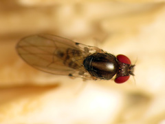 Mycodrosophila