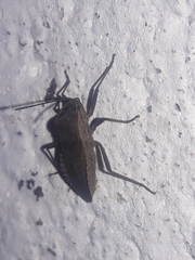 Cimolus