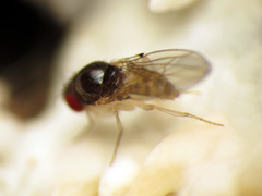 Mycodrosophila