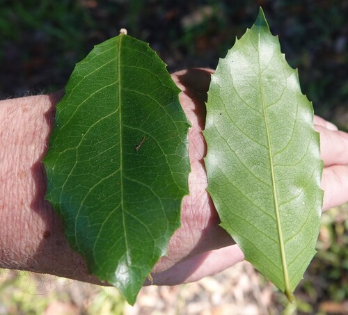Homalium circumpinnatum, 2025-03-03
