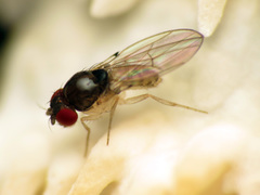 Mycodrosophila