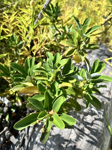 Drimys andina (Drimys andina)