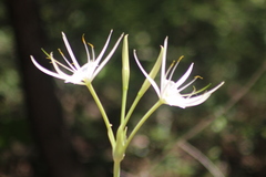 Hymenocallis liriosme