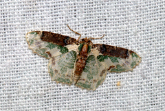 Eucyclodes picturata