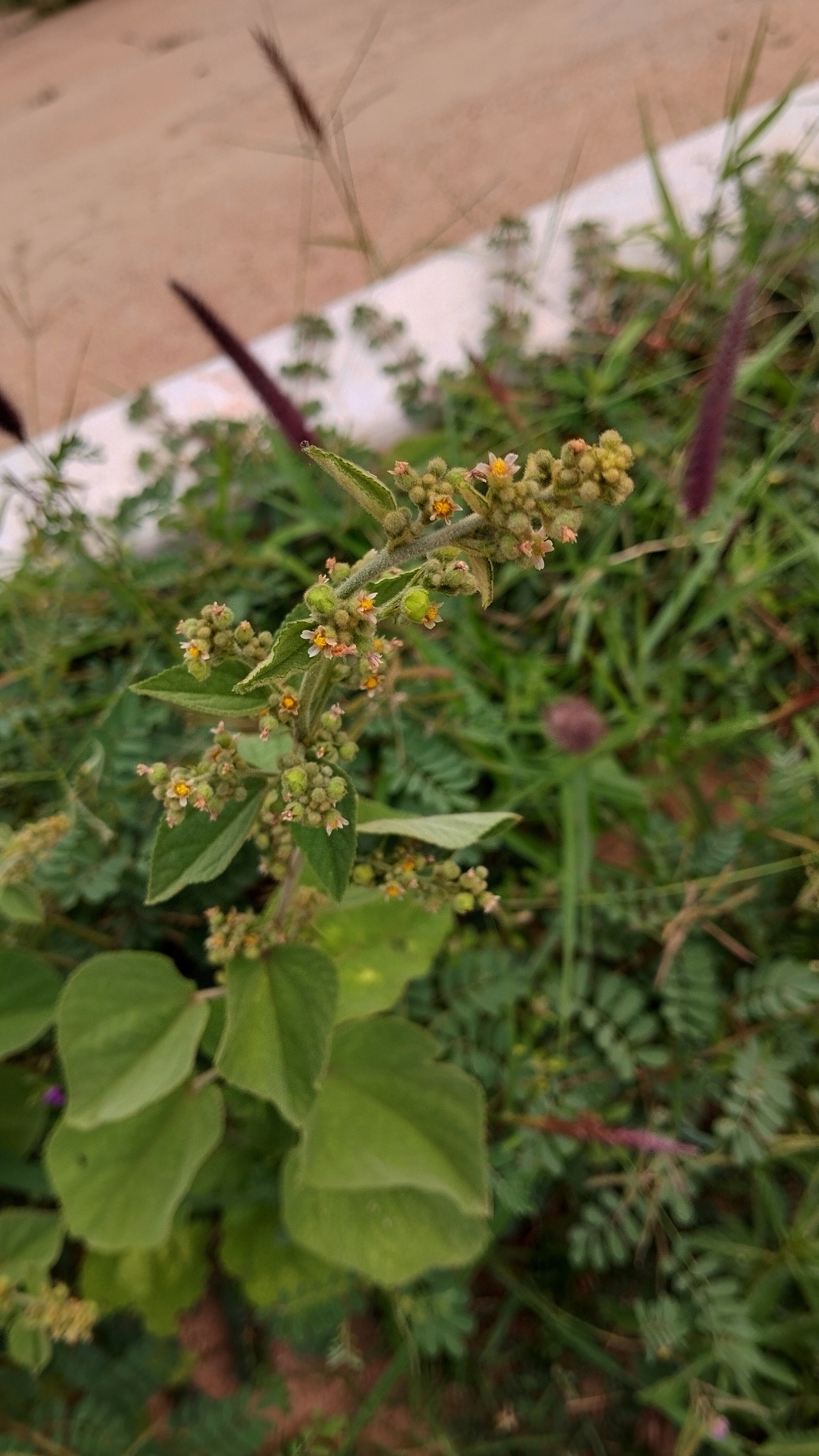 Imagem de Malva-branca