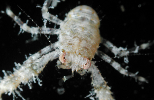 Phylladiorhynchus integrirostris observed 2006-10-17