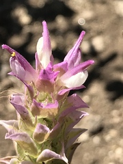 Orthocarpus cuspidatus