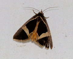 Fodina stola