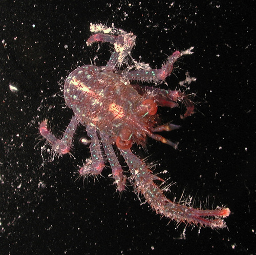 Galathea spinosorostris observed 2006-10-26