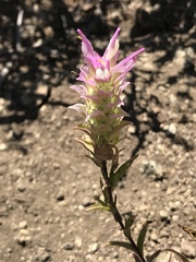 Orthocarpus cuspidatus