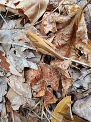 Tomonotus ferruginosus