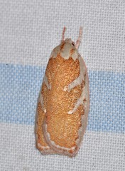 Euchaetis rhizobola