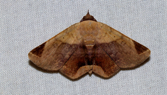 Psimada quadripennis