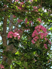 Lagerstroemia indica
