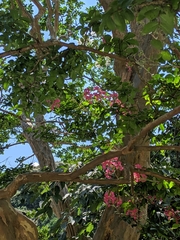 Lagerstroemia indica