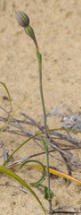 Thelymitra matthewsii