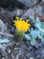 Raillardella argentea