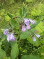 Symphytum × uplandicum