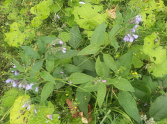 Symphytum × uplandicum