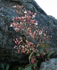 Micranthes petiolaris